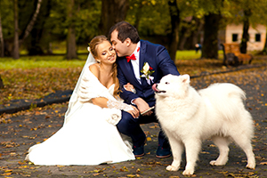 Husky at wedding