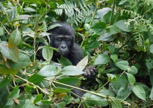 mountain gorillas uganda