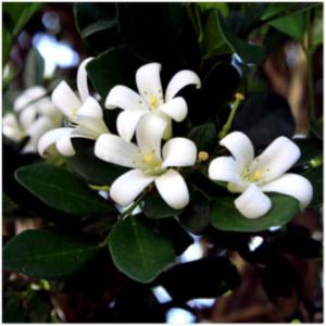 vowsjasmine