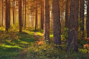 forest wedding